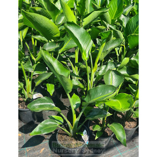 Bird Of Paradise Strelitzia Nicolai 200M Pots Plants