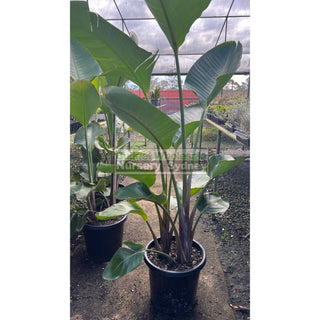 Bird Of Paradise Strelitzia Nicolai 300Mm Pots Plants