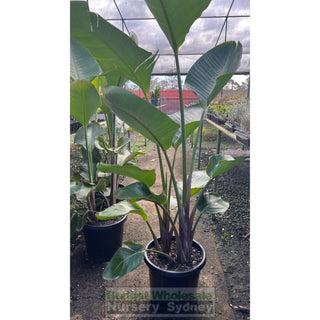 Bird Of Paradise Strelitzia Nicolai 300Mm Pots Plants