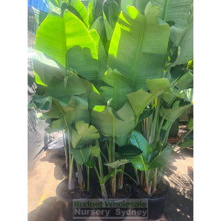 Bird Of Paradise Strelitzia Nicolai 400Mm/45L Pots Plants