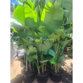 Bird Of Paradise Strelitzia Nicolai 400Mm/45L Pots Plants