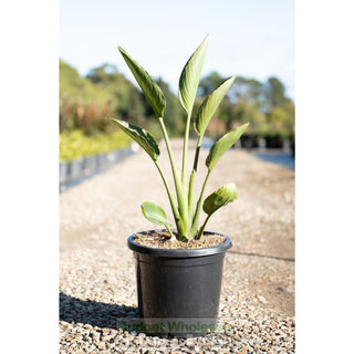 Bird Of Paradise Strelitzia Reginae 300Mm Pots Plants