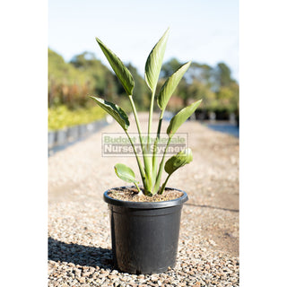 Bird Of Paradise Strelitzia Reginae 300Mm Pots Plants
