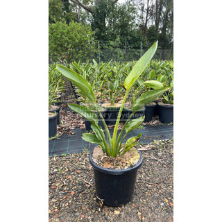 Bird Of Paradise Strelitzia Reginae 300Mm Pots Plants