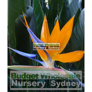 Bird Of Paradise Strelitzia Reginae 300Mm Pots Plants