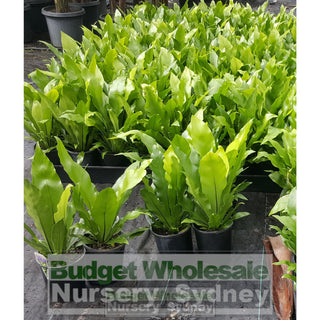 Birds Nest Plant 140Mm Pot - Asplenium Australasicum Default Type