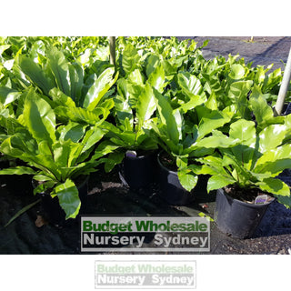 Birds Nest Plant 140Mm Pot - Asplenium Australasicum Default Type
