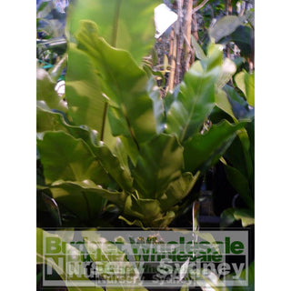 Birds Nest Plant 140Mm Pot - Asplenium Australasicum Default Type