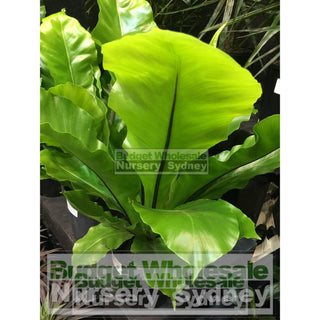 Birds Nest Plant 140Mm Pot - Asplenium Australasicum Default Type
