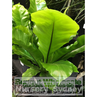 Birds Nest Plant 140Mm Pot - Asplenium Australasicum Default Type