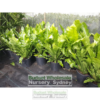 Birds Nest Plant 140Mm Pot - Asplenium Australasicum Default Type