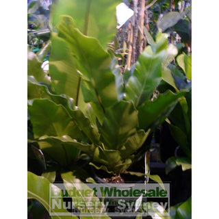 Birds Nest Plant 200Mm - Asplenium Australasicum Default Type