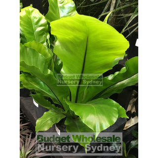 Birds Nest Plant 200Mm - Asplenium Australasicum Default Type