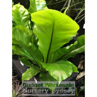 Birds Nest Plant 200Mm - Asplenium Australasicum Default Type