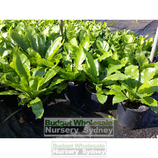 Birds Nest Plant 200Mm - Asplenium Australasicum Default Type