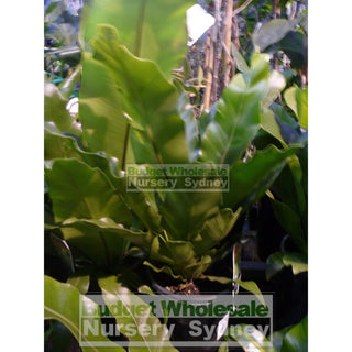 Birds Nest Plant 200Mm - Asplenium Australasicum Default Type
