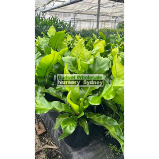 Birds Nest Plant 200Mm - Asplenium Australasicum Default Type