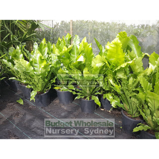 Birds Nest Plant 200Mm - Asplenium Australasicum Default Type