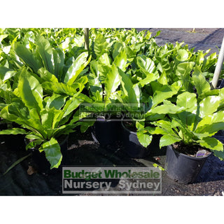 Birds Nest Plant 200Mm - Asplenium Australasicum Default Type