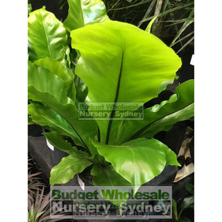 Birds Nest Plant 200Mm - Asplenium Australasicum Default Type