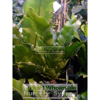 Birds Nest Plant 200Mm - Asplenium Australasicum Default Type