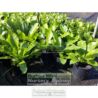 Birds Nest Plant 200Mm - Asplenium Australasicum Default Type