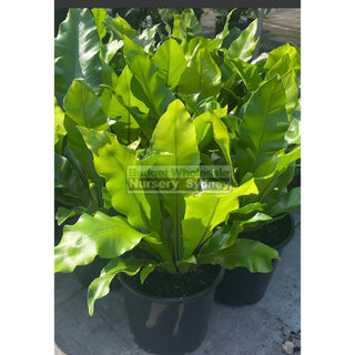 Birds Nest Plant 300mm- Asplenium australasicum Default type