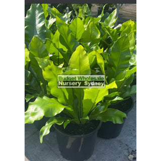 Birds Nest Plant 300mm- Asplenium australasicum Default type