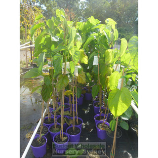 Black Mulberry Plant Morus Nigra 200Mm Default Type