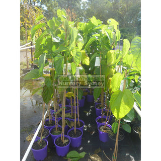 Black Mulberry Plant Morus Nigra 200Mm Default Type