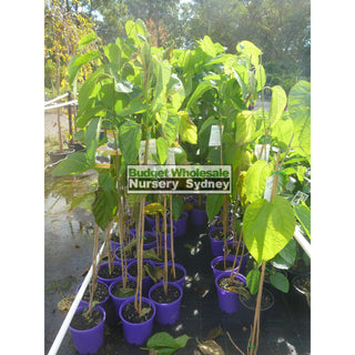 Black Mulberry Plant Morus Nigra 200Mm Default Type