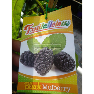 Black Mulberry Plant Morus Nigra 200Mm Default Type