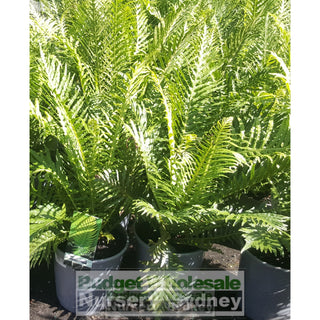 Blechnum Silver Lady (Dwarf Tree Fern) 175Mm Gift Card