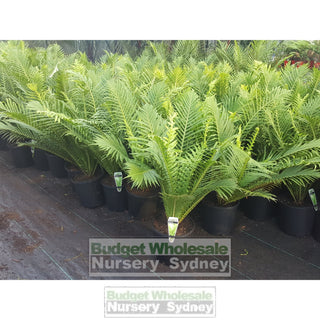 Blechnum Silver Lady (Dwarf Tree Fern) 175Mm Gift Card