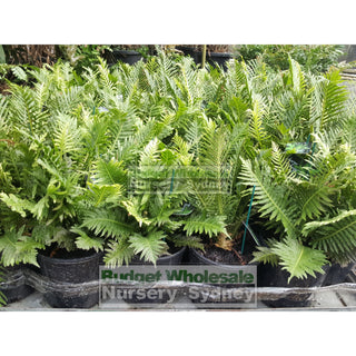 Blechnum Silver Lady (Dwarf Tree Fern) 175Mm Gift Card