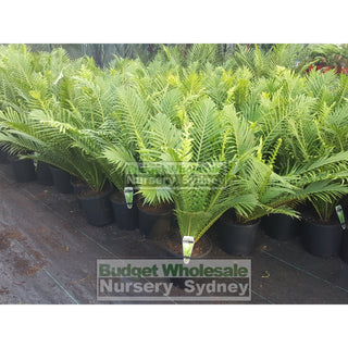 Blechnum Silver Lady (Dwarf Tree Fern) 175Mm Gift Card