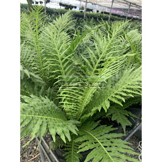 Blechnum Silver Lady (Dwarf Tree Fern) 175Mm Gift Card