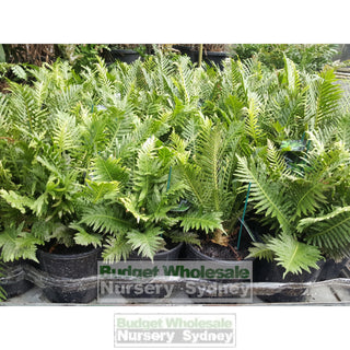 Blechnum Silver Lady (Dwarf Tree Fern) 175Mm Gift Card