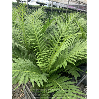 Blechnum Silver Lady (Dwarf Tree Fern) 175Mm Gift Card