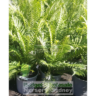 Blechnum Silver Lady (Dwarf Tree Fern) 175Mm Gift Card