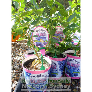 Blueberry Plant Vaccinium Spp (Blueberry) 140Mm Default Type