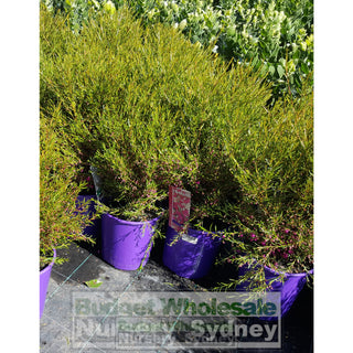 Boronia Lipstick 170Mm Default Type