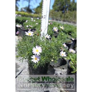 Brachyscome Multifida 140Mm Pot Rock Daisy Plants