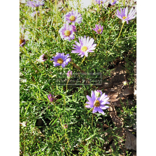 Brachyscome Multifida Break Of Day 140Mm Pot Rock Daisy Plants
