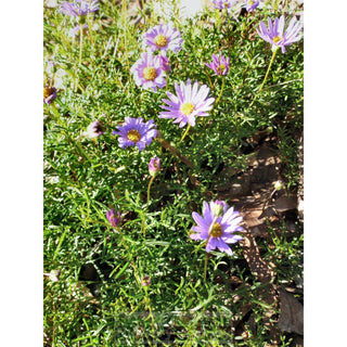 Brachyscome Multifida Break Of Day 140Mm Pot Rock Daisy Plants