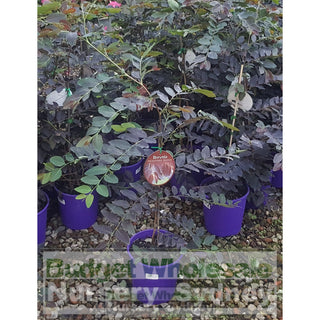 Breynia Iron Stone Range 175Mm Default Type