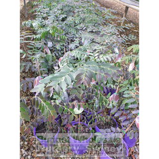 Breynia Ironstone 175Mm Pot Default Type