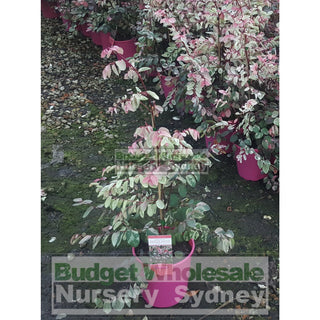 Breynia Nivosa Rosea (Snow Bush) 175Mm Default Type