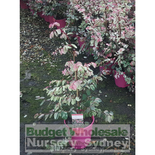 Breynia Nivosa Rosea (Snow Bush) 175Mm Default Type