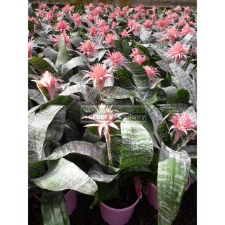 Bromeliad Aechmea Fasciata Primera 200Mm Default Type